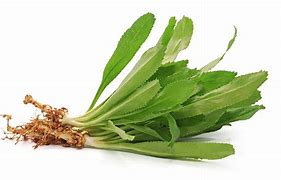 Cilantro